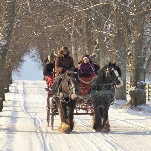 Estland im Winter - Kutschenfahrt durch den verschneiten Nationalpark